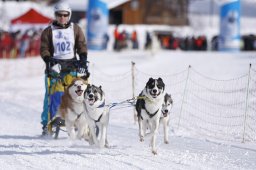 Lenk 2013